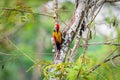 Greater Flameback woodpeckers male greenbackground in nature Royalty Free Stock Photo