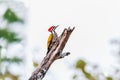 Greater Flameback woodpeckers male greenbackground in nature Royalty Free Stock Photo