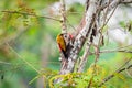 Greater Flameback woodpeckers male greenbackground in nature Royalty Free Stock Photo