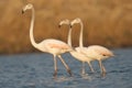 Greater Flamingo Royalty Free Stock Photo