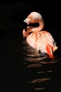 Greater Flamingo Royalty Free Stock Photo
