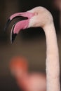 Greater flamingo Royalty Free Stock Photo