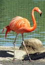 Greater flamingo Royalty Free Stock Photo