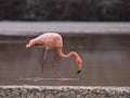 Greater Flamingo Royalty Free Stock Photo