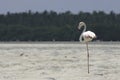 Greater flamingo Royalty Free Stock Photo