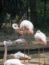 Greater Flamingo Bird Cleaning Isolated on Nature Background Royalty Free Stock Photo