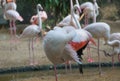 Greater flamingo bird