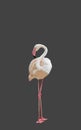 Greater Flamingo Bird on Gray Background, Clipping Path Royalty Free Stock Photo