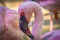 Greater flamingo bird