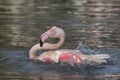 Greater Flamingo in captivity splashing Royalty Free Stock Photo