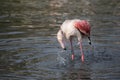 Greater Flamingo in captivity washing and preening itself, UK Royalty Free Stock Photo