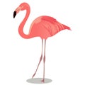 Greater flamingo cartoon bird