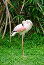 Greater flamingo cleans itself Royalty Free Stock Photo