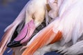 Greater flamingo close up portrait. with twisted head reaching its tail