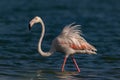 Greater Flamingo on a Cold Winter Morning