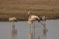 A greater flamingo displaying its dancing skills with its long legs Royalty Free Stock Photo