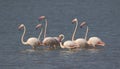 Greater flamingo family fun in the water. Royalty Free Stock Photo