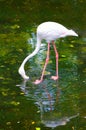 Greater flamingo feeds Royalty Free Stock Photo