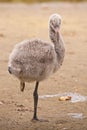 Greater flamingo fledgling / Phoenicopterus roseus Royalty Free Stock Photo