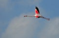 Greater flamingo in flight