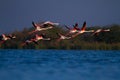 Greater flamingo flight shot Royalty Free Stock Photo