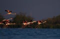 Greater flamingo flight shot Royalty Free Stock Photo