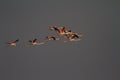 Greater flamingo flight shot Royalty Free Stock Photo