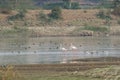 Greater Flamingo and flock other Wetland Birds in a lake
