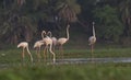 Greater Flamingo flock Standing in the Wetland