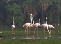 Greater Flamingo Flock Standing in the Wetland