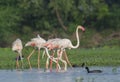 Greater Flamingo Flock in the Wetland