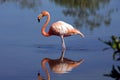 Greater Flamingo on Floreana Island in the Galapagos Islands