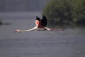 Greater flamingo flying solo, Phoenicopterus roseus.