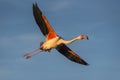 Greater flamingo in full flight Royalty Free Stock Photo