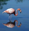 Greater Flamingo - Galapagos Islands