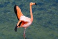 Greater Flamingo, Galapagos islands, Ecuador