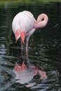 Greater Flamingo Royalty Free Stock Photo