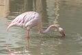 Greater Flamingo Royalty Free Stock Photo