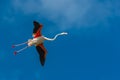 Greater Flamingo Royalty Free Stock Photo