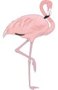 Greater Flamingo Illustration