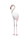 Greater flamingo isolated on white background Royalty Free Stock Photo