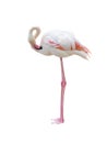 Greater flamingo isolated on white background Royalty Free Stock Photo