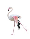 Greater flamingo isolated on white background Royalty Free Stock Photo