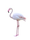 Greater flamingo isolated on white background