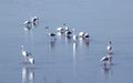 Greater flamingo