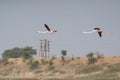 Greater Flamingo Pair Flying in the Sky