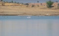 Greater Flamingo Pair Swimming in the Lake Water