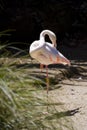 Greater flamingo (Phoenicopterus roseus) Royalty Free Stock Photo