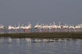 Greater flamingo, Phoenicopterus roseus, Bhigwan, Pune, Maharashtra, India