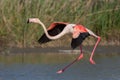 Greater flamingo in flight Phoenicopterus roseus, Camargue